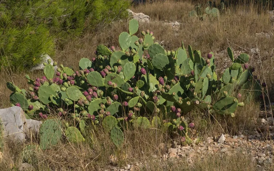 The Opuntia stricta card