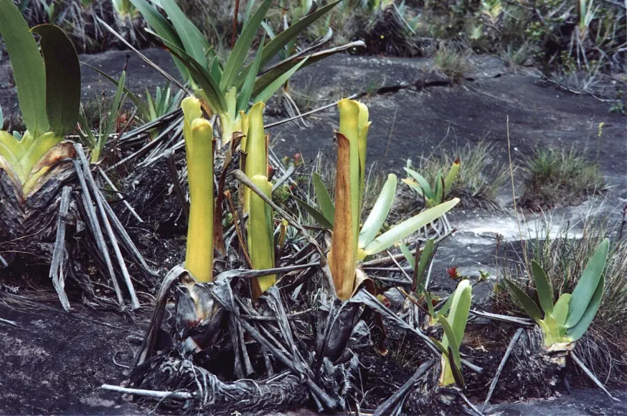 The Brocchinia reducta card