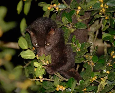 La carte Paradoxurus jerdoni