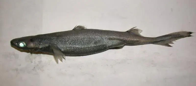 La carte Etmopterus spinax