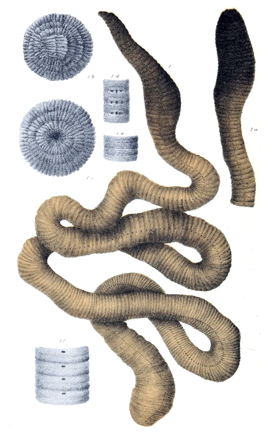 La carte Megascolides australis