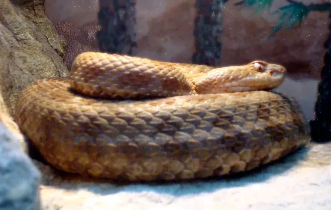 La carte Crotalus aquilus