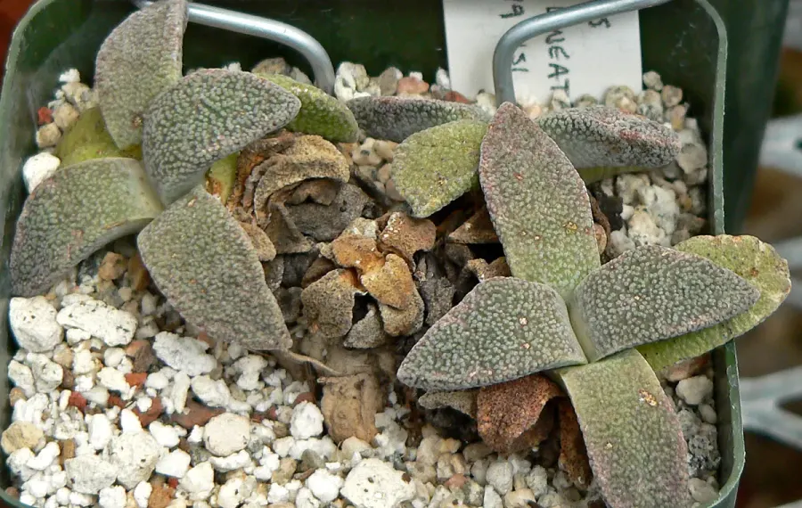 The Aloinopsis card