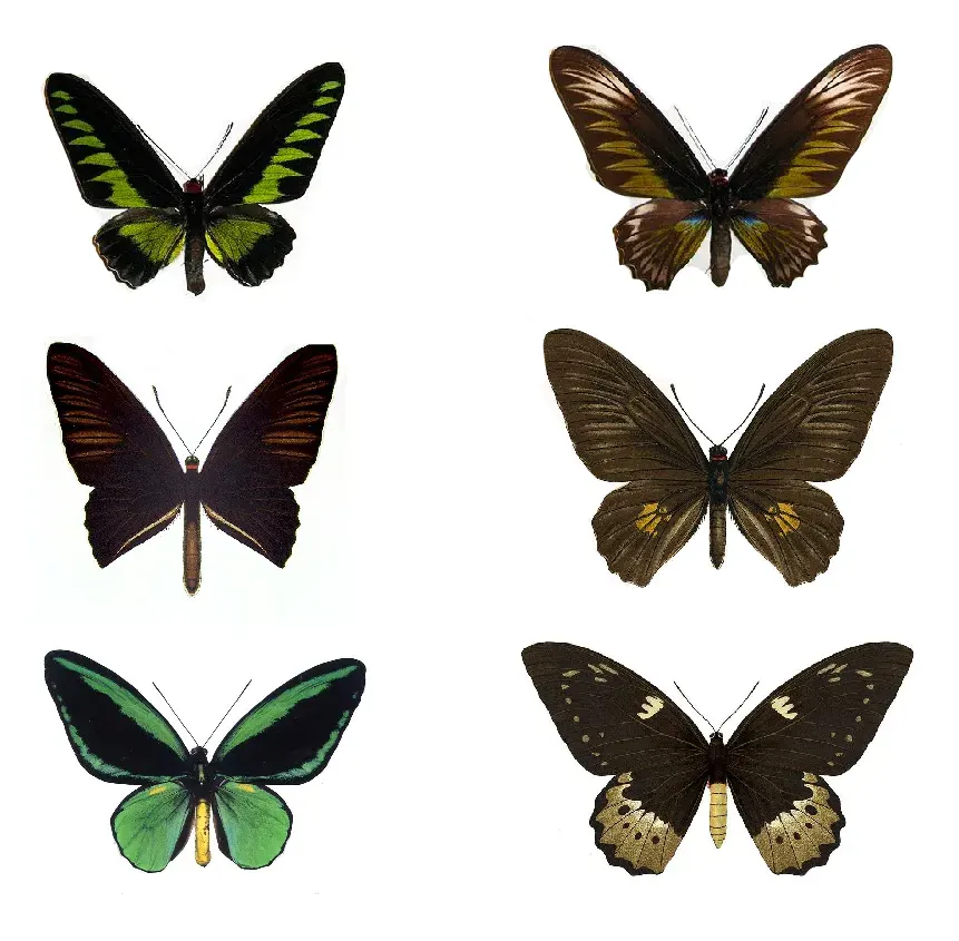 La carte Troides