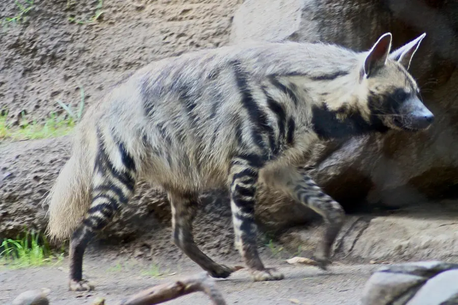 La carte Hyaena