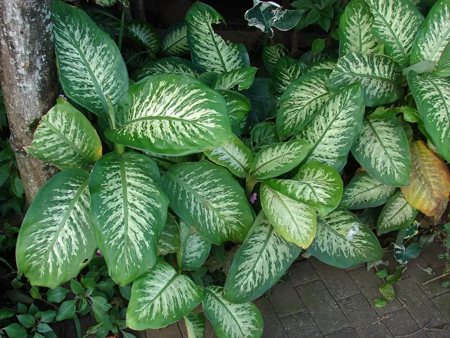 The Dieffenbachia seguine card