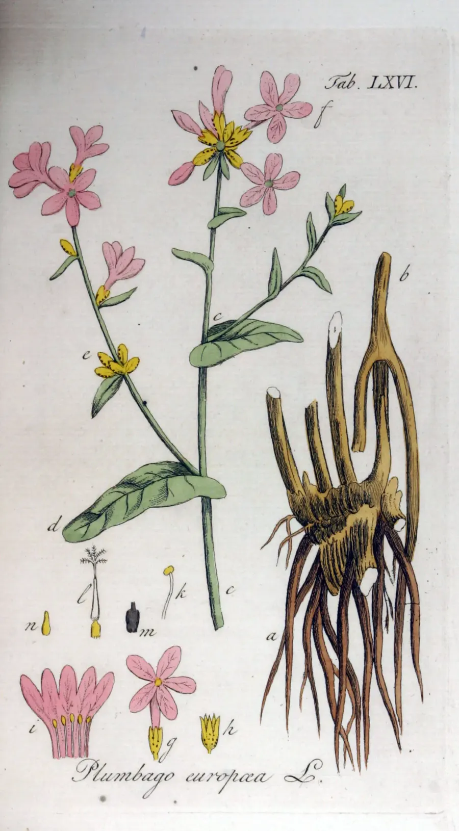 La carte Plumbago europaea