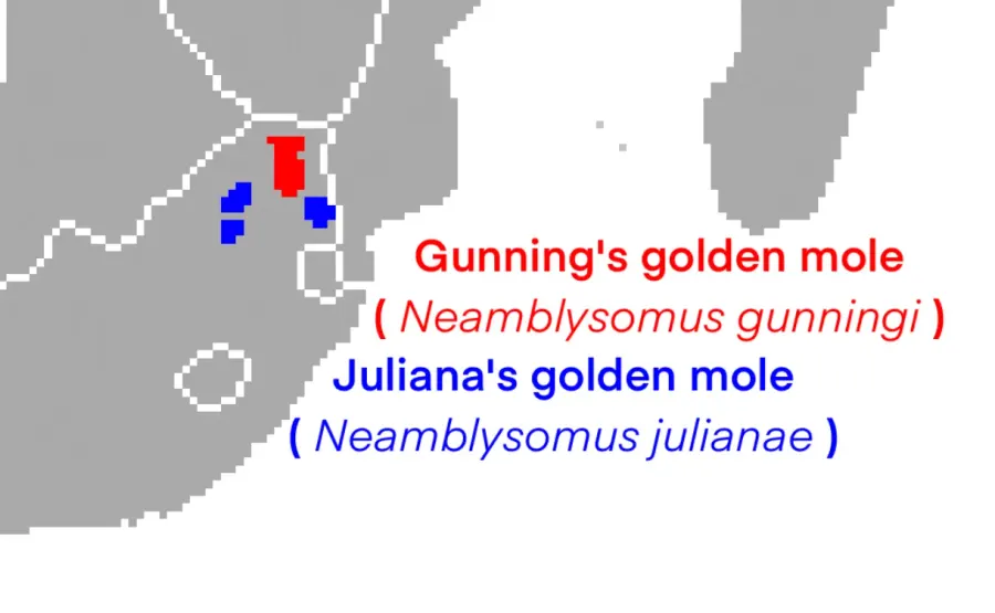 La carte Neamblysomus