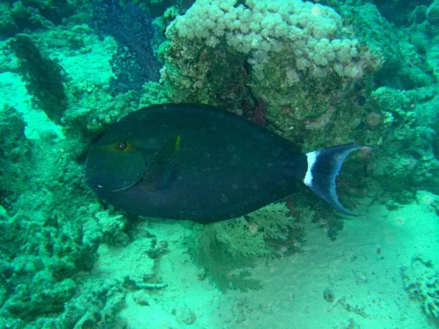The Acanthurus gahhm card