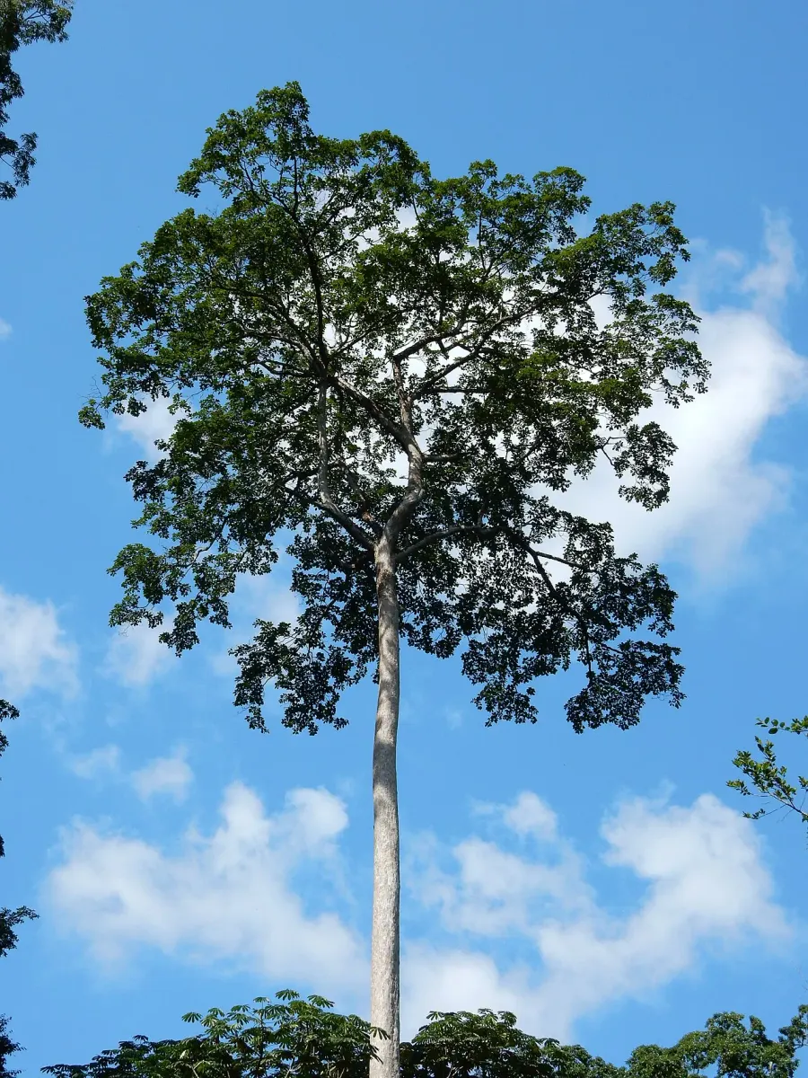 The Terminalia superba card