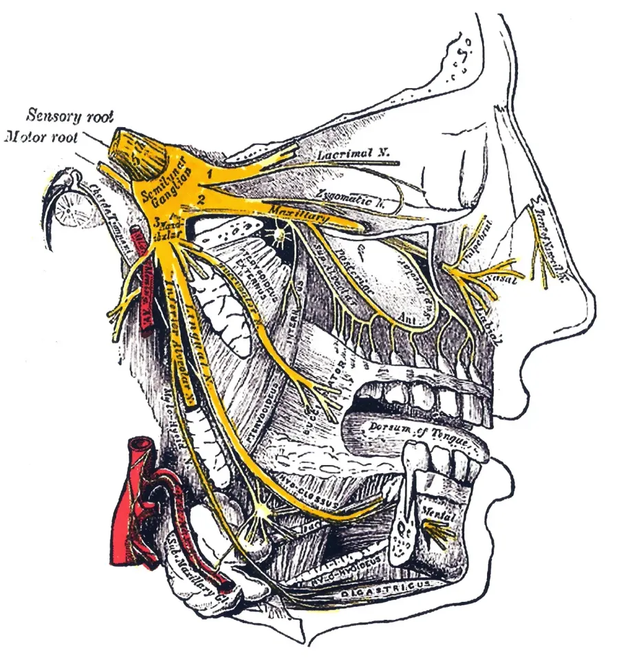 The Ophthalmic nerve card
