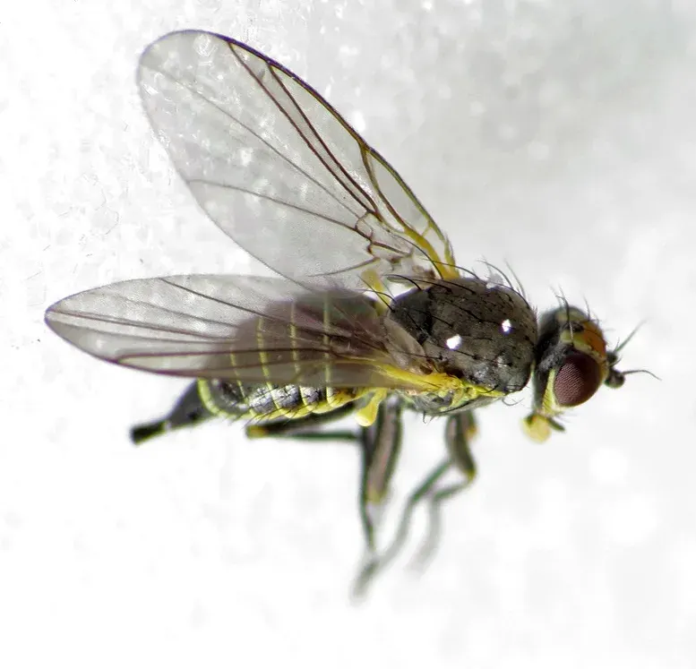 La carte Agromyzidae