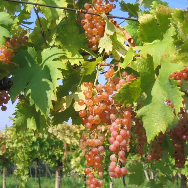 La carte Garganega