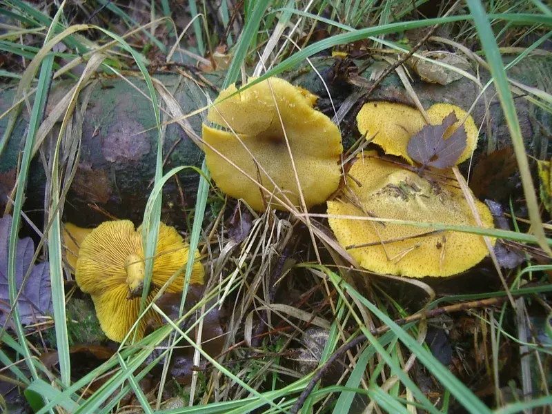 La carte Tricholomopsis decora