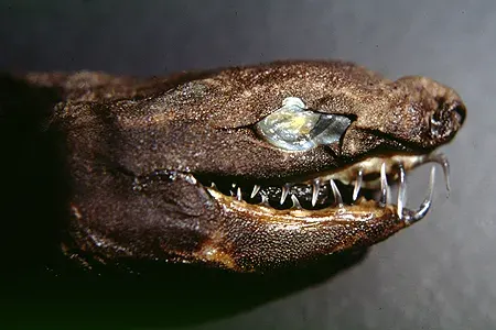 The Viper dogfish card