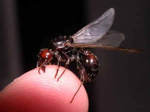 The Messor barbarus card
