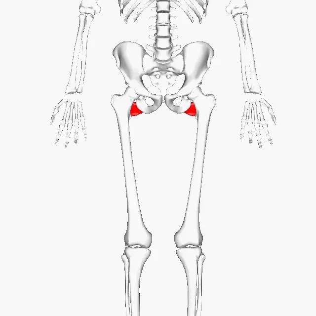 The Quadratus femoris muscle card