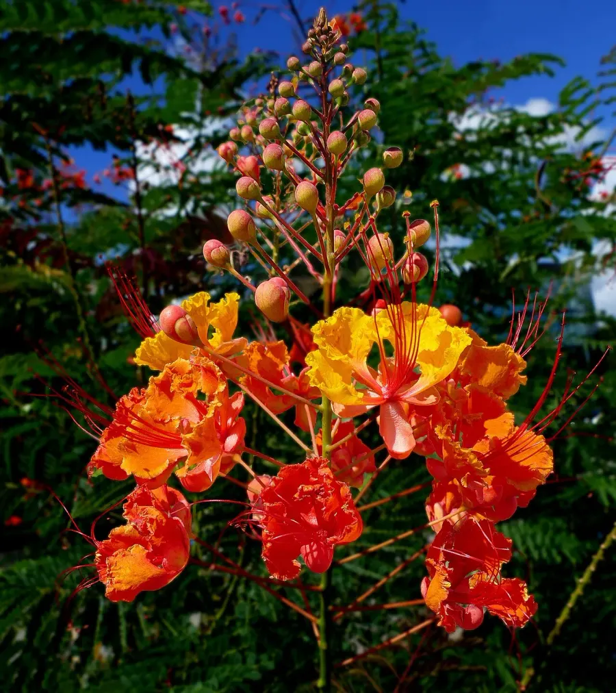 The Caesalpinia pulcherrima card