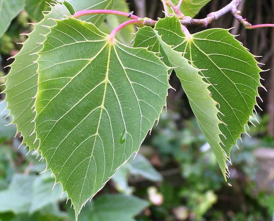 The Tilia henryana card