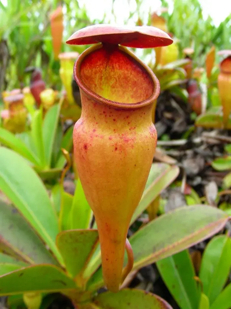 The Nepenthes pervillei card