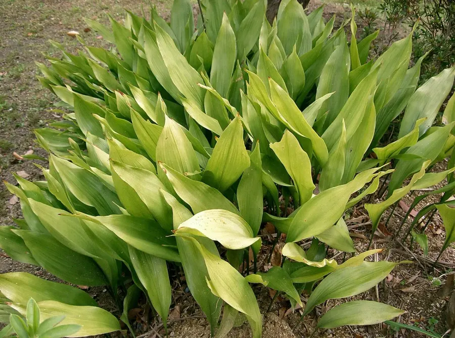 La carte Aspidistra
