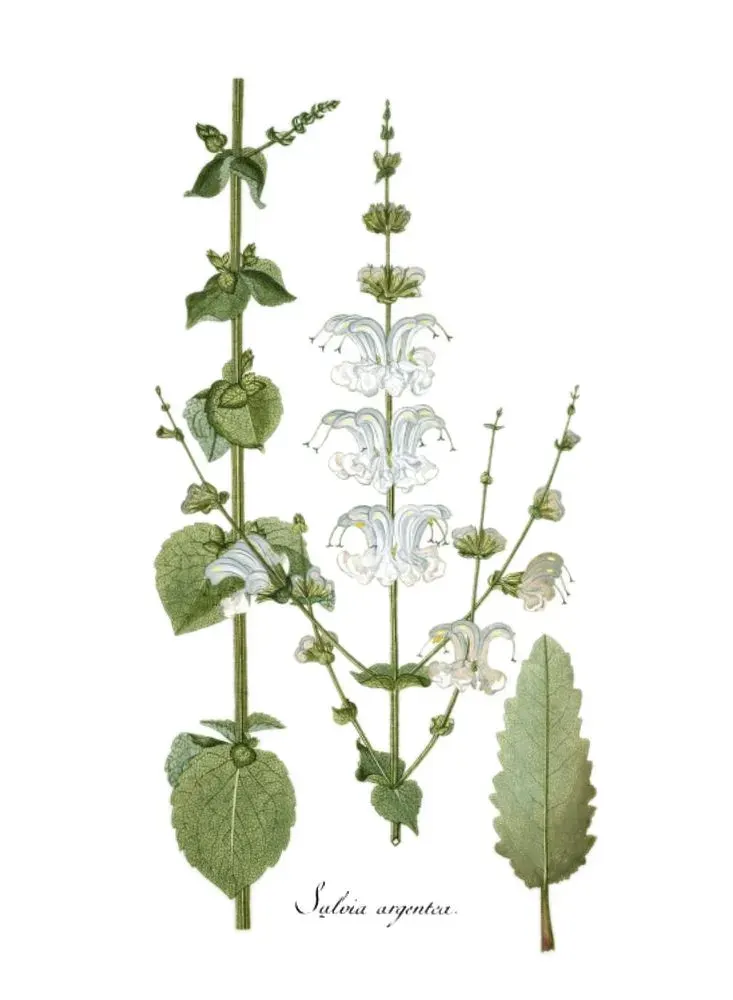 The Salvia argentea card