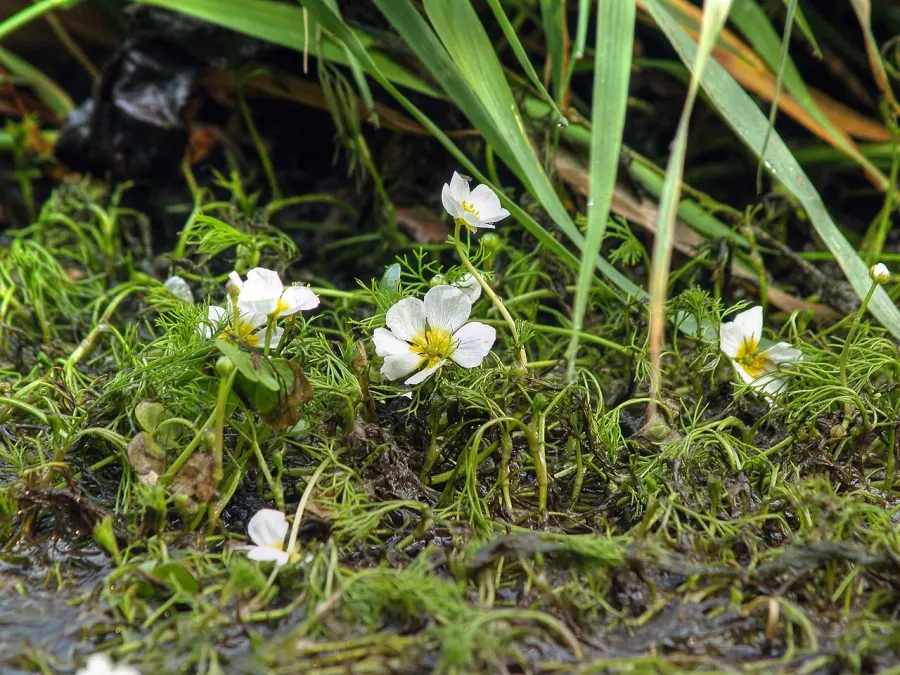 The Ranunculus circinatus card