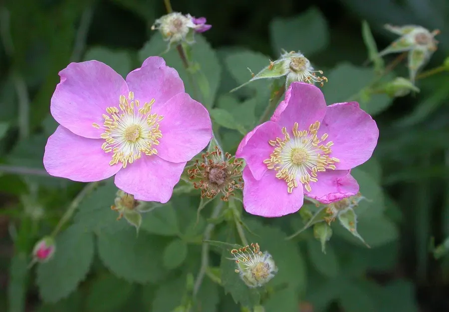 The Rosa californica card