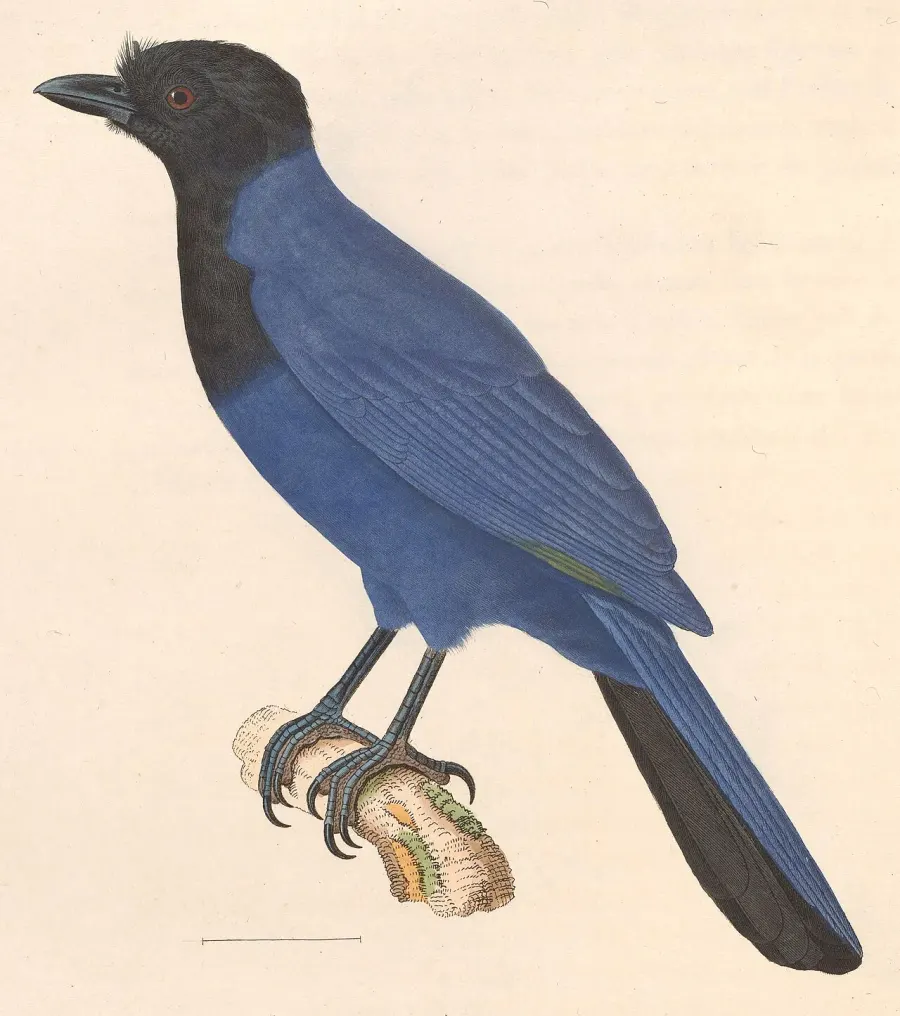 La carte Geai bleu-noir