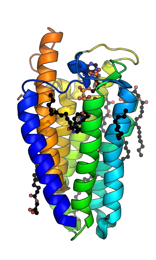 La carte 5-alpha-réductase