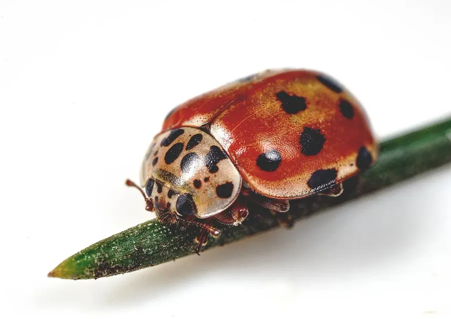 La carte Harmonia quadripunctata