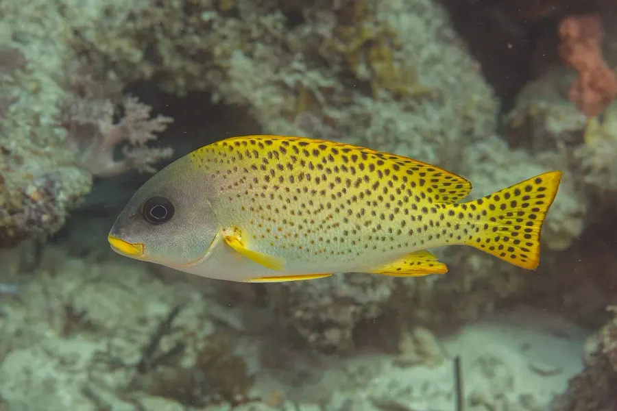 La carte Plectorhinchus gaterinus