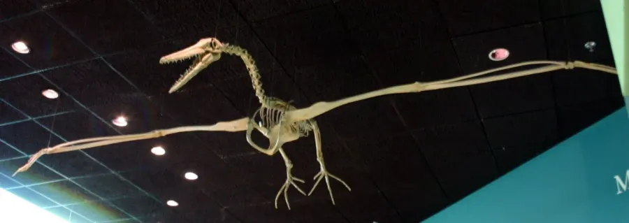 La carte Pelagornithidae