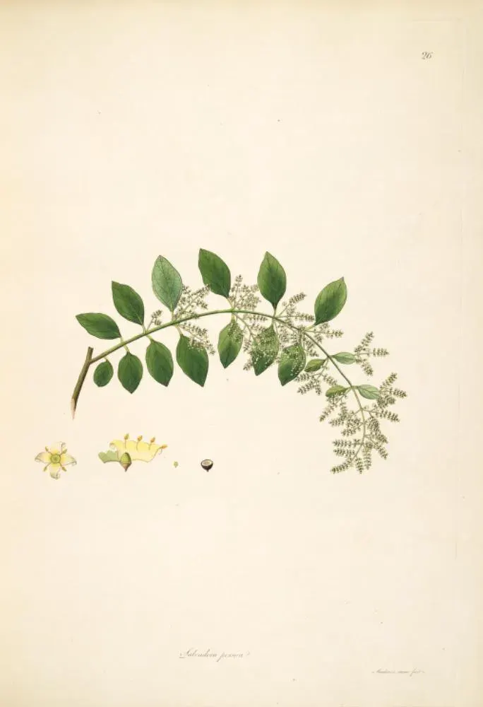 La carte Salvadora persica