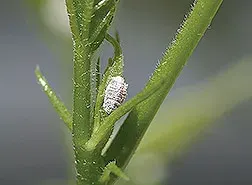 La carte Pseudococcidae