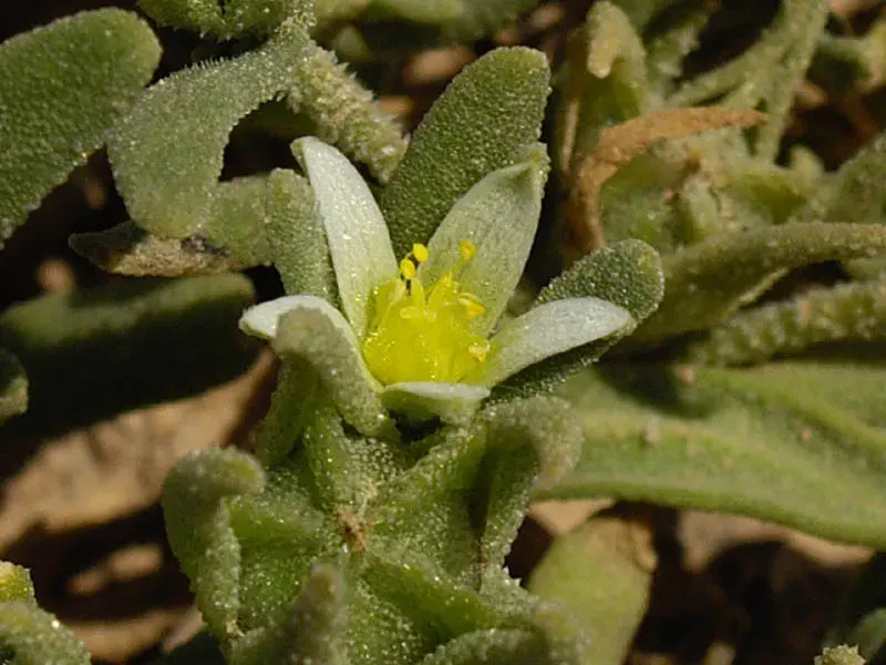 La carte Aizoanthemum