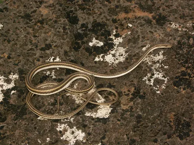 The Schokari sand racer card