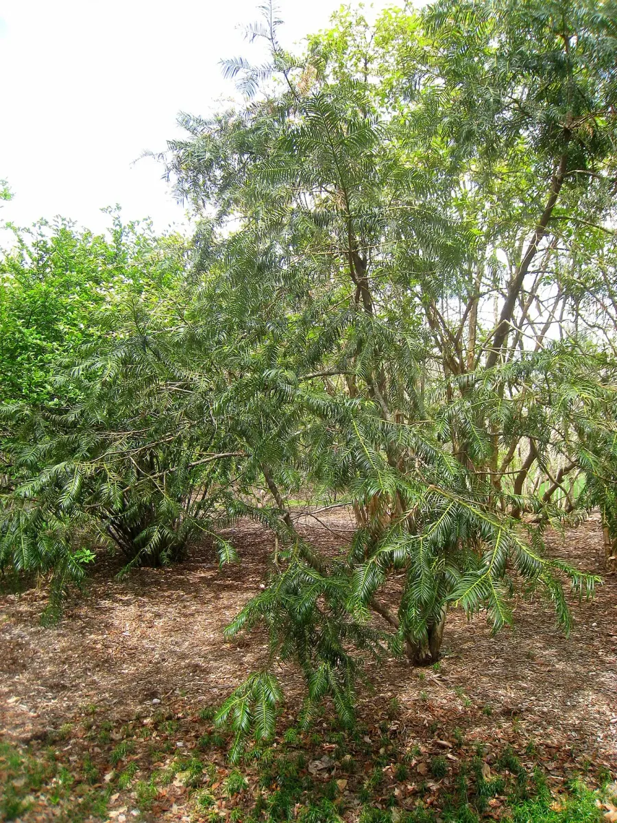 The Cephalotaxus fortunei card
