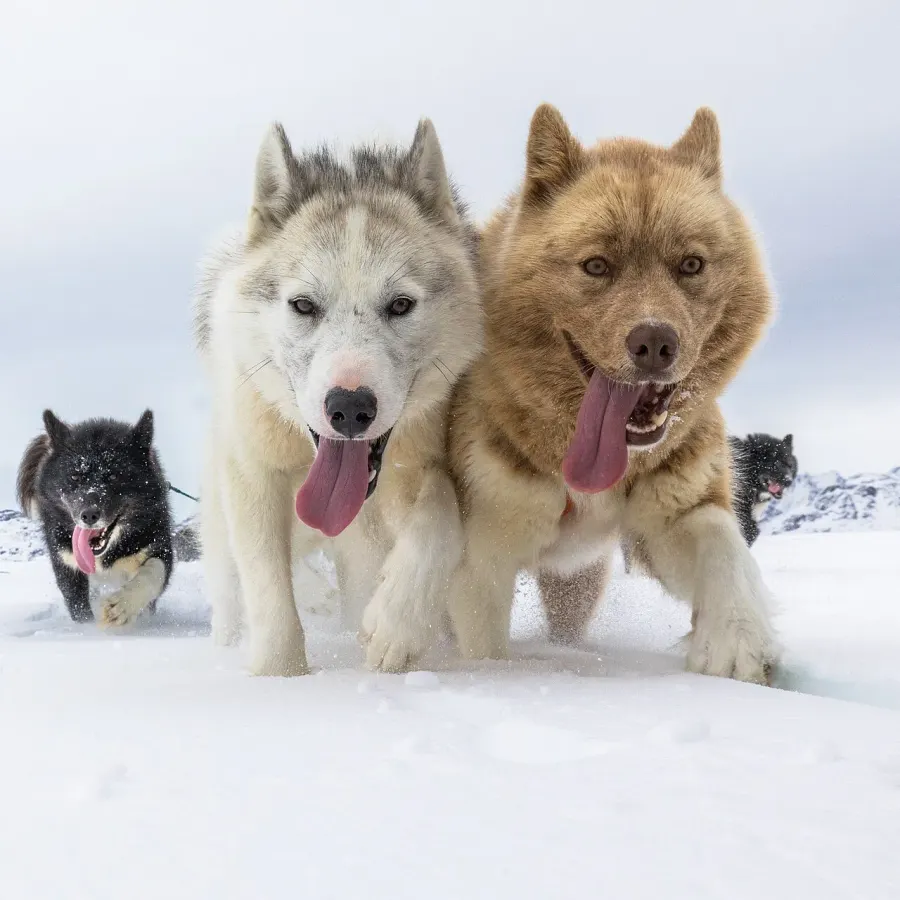 La carte Chien