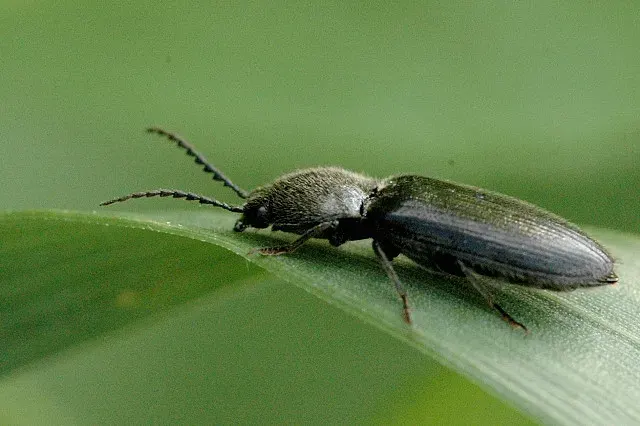 The Agriotes card