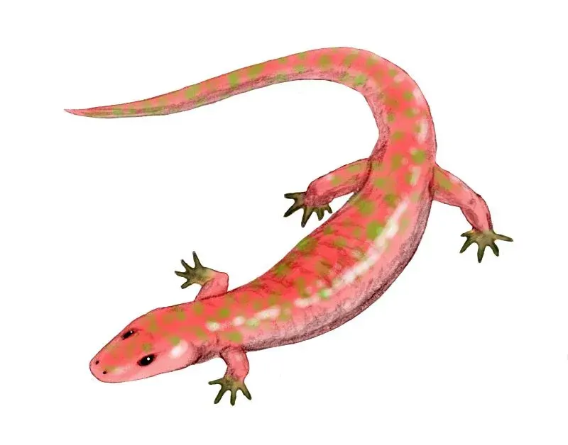 The Albanerpetontidae card