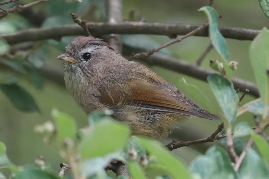 The Spectacled fulvetta card