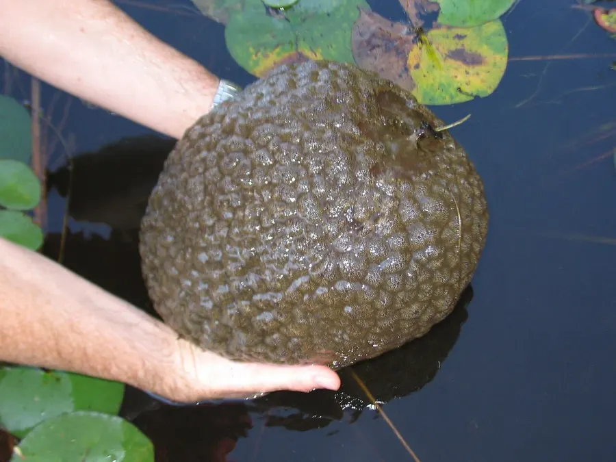 La carte Pectinatella magnifica