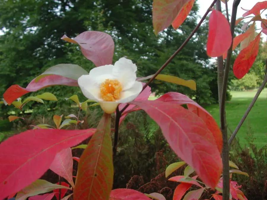 The Franklinia alatamaha card