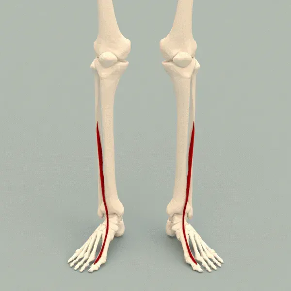 The Extensor hallucis longus muscle card