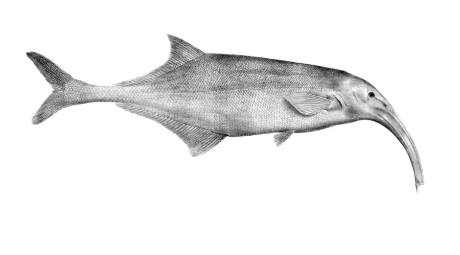 La carte Campylomormyrus