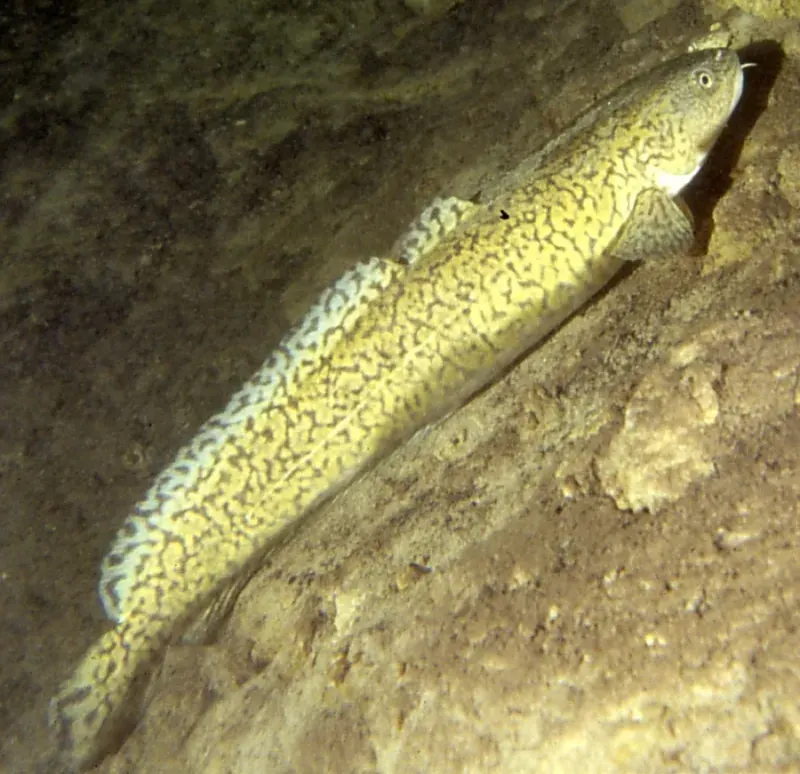 The Burbot card