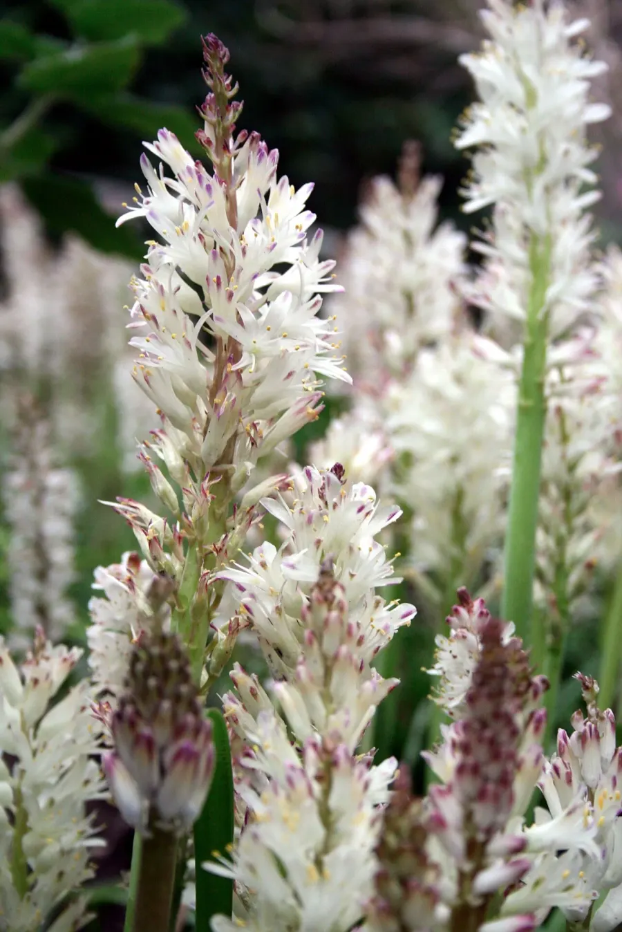 La carte Lachenalia
