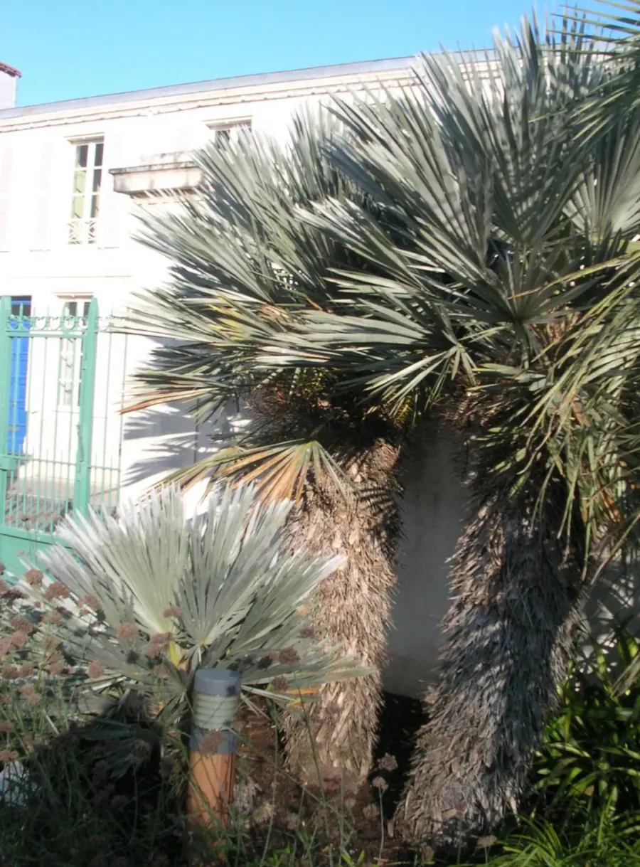 La carte Trithrinax