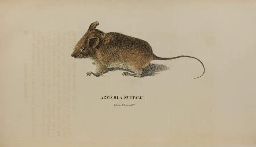 The Golden mouse card